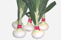 2月の注目野菜