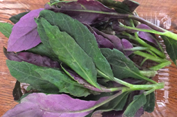 10月の注目野菜