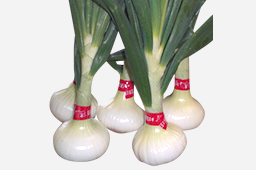 定松の目利き食材（野菜）