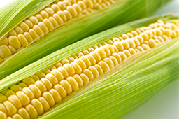 定松の目利き食材（野菜）